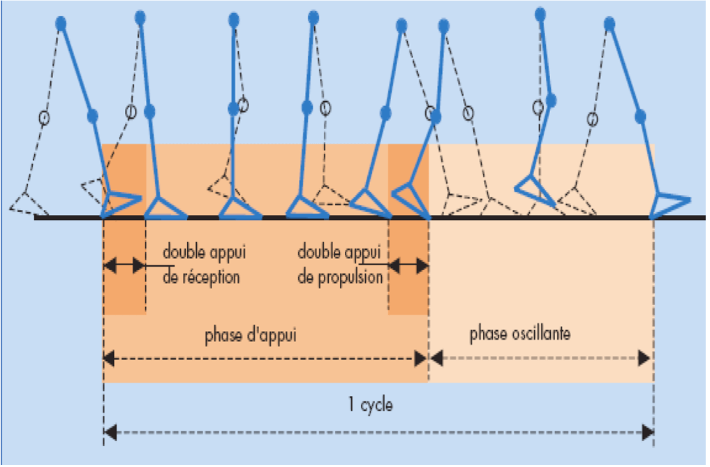 Glissades, trébuchements et chutes