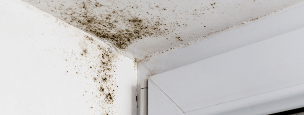 Investigation et réhabilitation des habitations contaminées par des moisissures Investigation et réhabilitation des habitations contaminées par des moisissures